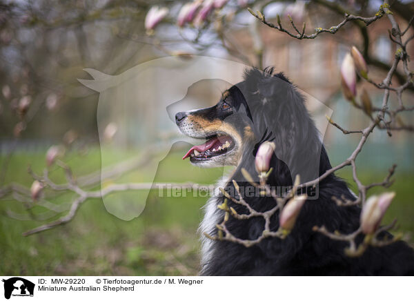 Miniature Australian Shepherd / Miniature Australian Shepherd / MW-29220