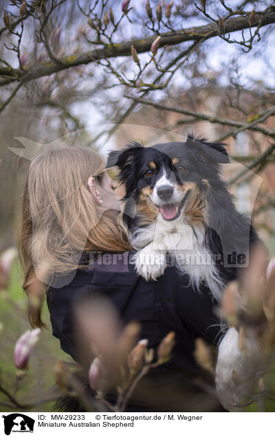 Miniature Australian Shepherd / Miniature Australian Shepherd / MW-29233