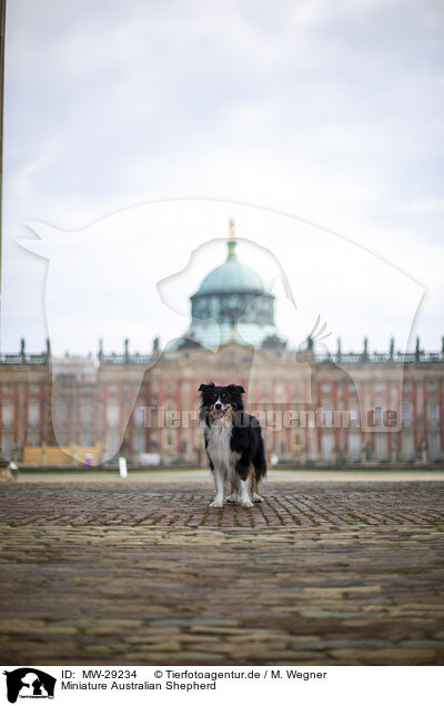 Miniature Australian Shepherd / Miniature Australian Shepherd / MW-29234