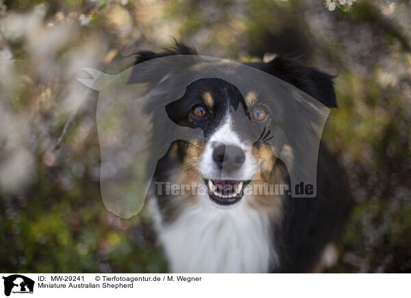 Miniature Australian Shepherd / Miniature Australian Shepherd / MW-29241