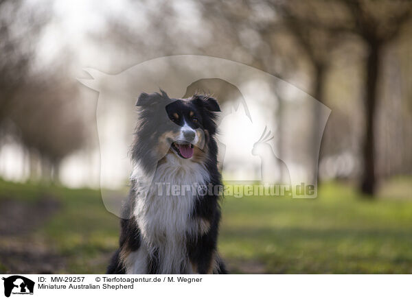 Miniature Australian Shepherd / Miniature Australian Shepherd / MW-29257