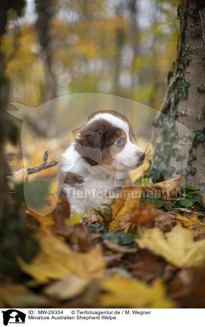 Miniature Australian Shepherd Welpe / Miniature Australian Shepherd puppy / MW-29304