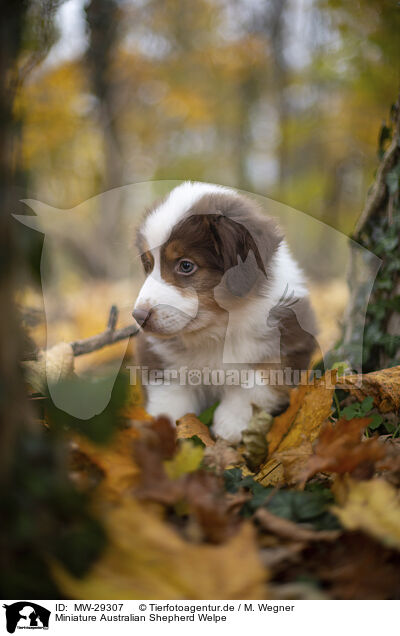 Miniature Australian Shepherd Welpe / Miniature Australian Shepherd puppy / MW-29307