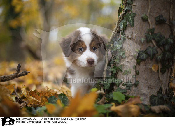 Miniature Australian Shepherd Welpe / Miniature Australian Shepherd puppy / MW-29309