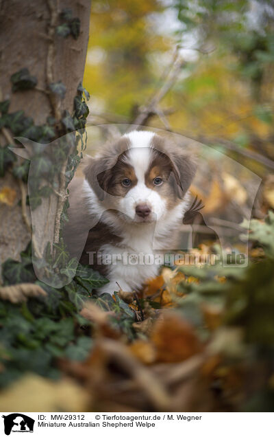 Miniature Australian Shepherd Welpe / Miniature Australian Shepherd puppy / MW-29312