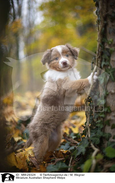 Miniature Australian Shepherd Welpe / Miniature Australian Shepherd puppy / MW-29324