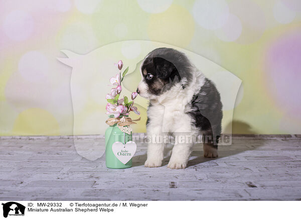 Miniature Australian Shepherd Welpe / Miniature Australian Shepherd Puppy / MW-29332