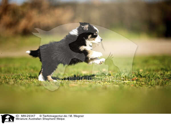 Miniature Australian Shepherd Welpe / Miniature Australian Shepherd puppy / MW-29347