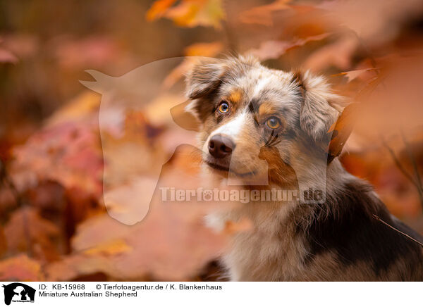 Miniature Australian Shepherd / Miniature Australian Shepherd / KB-15968