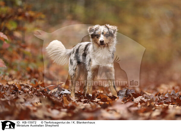 Miniature Australian Shepherd / Miniature Australian Shepherd / KB-15972