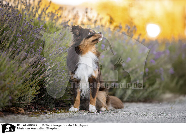 Miniature Australian Shepherd / Miniature Australian Shepherd / AH-08027