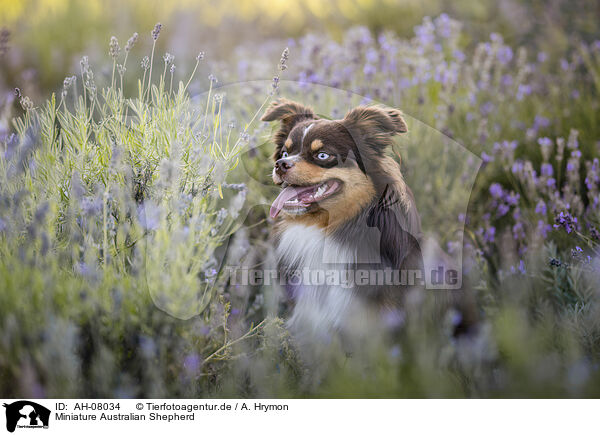 Miniature Australian Shepherd / Miniature Australian Shepherd / AH-08034