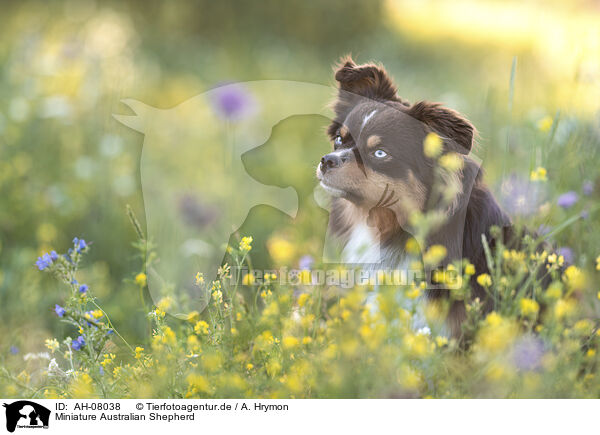 Miniature Australian Shepherd / Miniature Australian Shepherd / AH-08038