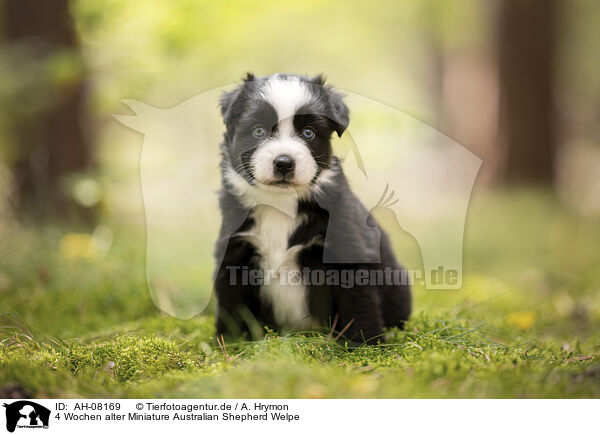 4 Wochen alter Miniature Australian Shepherd Welpe / 4 weeks old Miniature Australian Shepherd puppy / AH-08169