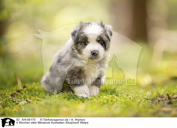 4 Wochen alter Miniature Australian Shepherd Welpe / 4 weeks old Miniature Australian Shepherd puppy / AH-08170