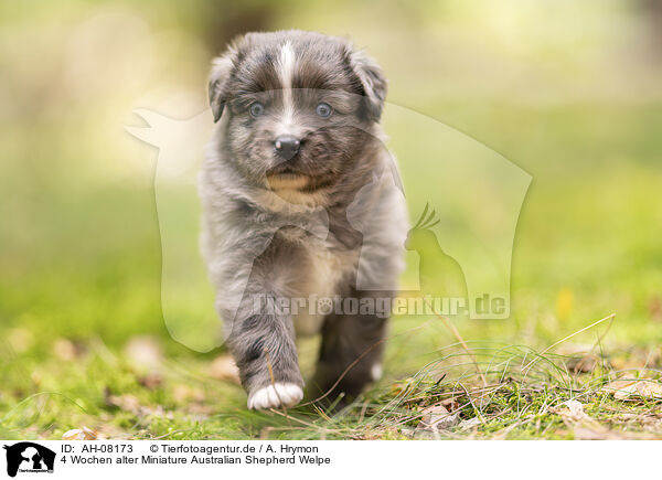 4 Wochen alter Miniature Australian Shepherd Welpe / 4 weeks old Miniature Australian Shepherd puppy / AH-08173