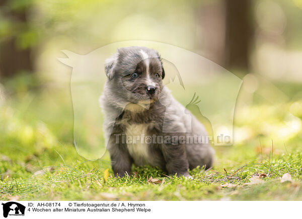 4 Wochen alter Miniature Australian Shepherd Welpe / 4 weeks old Miniature Australian Shepherd puppy / AH-08174