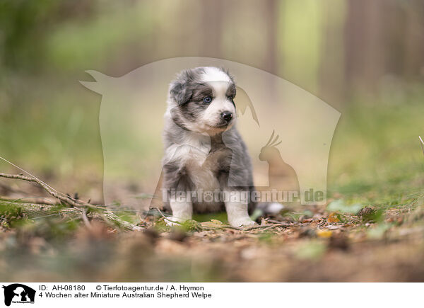 4 Wochen alter Miniature Australian Shepherd Welpe / 4 weeks old Miniature Australian Shepherd puppy / AH-08180