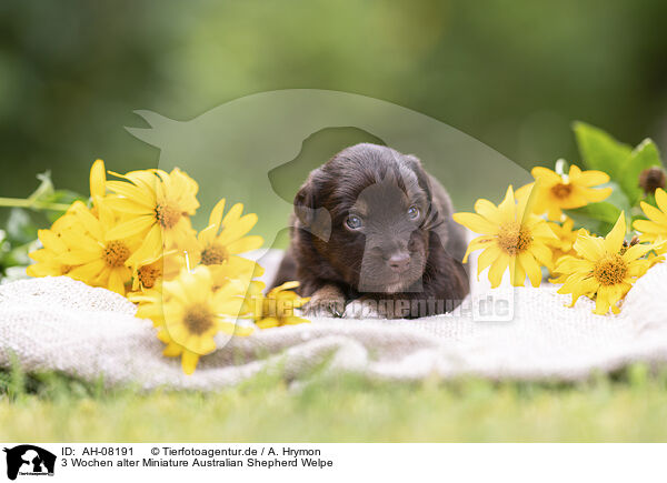 3 Wochen alter Miniature Australian Shepherd Welpe / 3 weeks old Miniature Australian Shepherd puppy / AH-08191