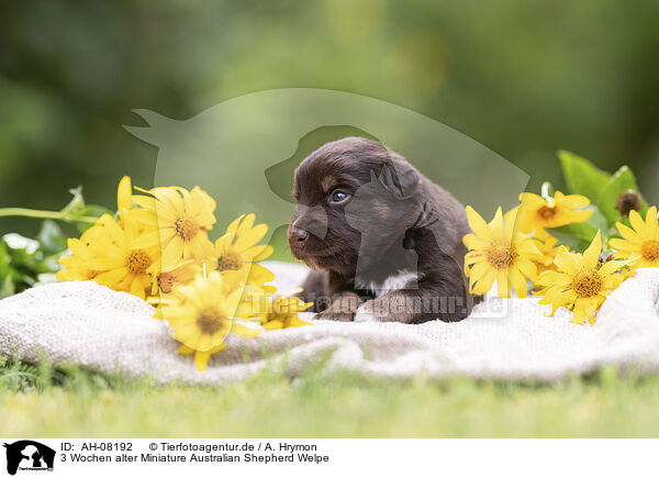 3 Wochen alter Miniature Australian Shepherd Welpe / 3 weeks old Miniature Australian Shepherd puppy / AH-08192