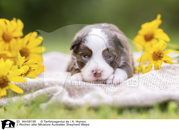 3 Wochen alter Miniature Australian Shepherd Welpe / 3 weeks old Miniature Australian Shepherd puppy / AH-08196