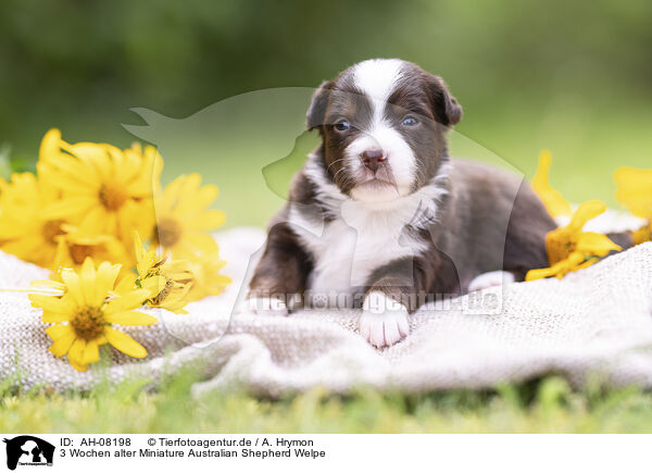 3 Wochen alter Miniature Australian Shepherd Welpe / 3 weeks old Miniature Australian Shepherd puppy / AH-08198