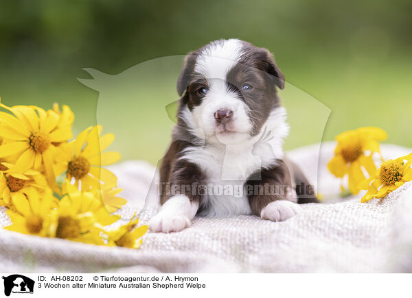 3 Wochen alter Miniature Australian Shepherd Welpe / 3 weeks old Miniature Australian Shepherd puppy / AH-08202