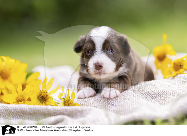 3 Wochen alter Miniature Australian Shepherd Welpe / 3 weeks old Miniature Australian Shepherd puppy / AH-08204