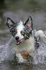 Miniature Australian Shepherd in Aktion