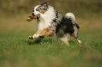 Miniature Australian Shepherd