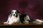 Miniature Australian Shepherd