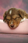 Miniatur Australian Shepherd Welpe