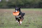 spielender Miniature Australian Shepherd