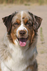 Miniature Australian Shepherd Portrait