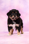 Miniature Australian Shepherd Welpe