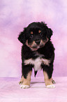 Miniature Australian Shepherd Welpe