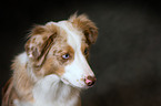 Miniature Australian Shepherd Portrait