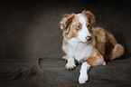 liegender Miniature Australian Shepherd