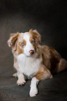 liegender Miniature Australian Shepherd