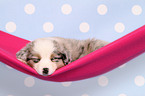 Miniature Australian Shepherd Welpe