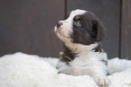 Miniature Australian Shepherd Welpe auf Schaffell