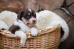 Miniature Australian Shepherd Welpe im Krbchen