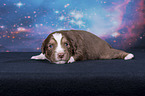 liegender Miniature Australian Shepherd Welpe