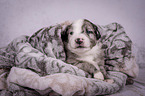 Miniature Australian Shepherd Welpe