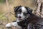 Miniature Australian Shepherd Welpe