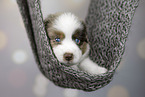 Miniature Australian Shepherd Welpe