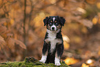 Miniature Australian Shepherd mit blauen Augen