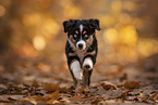 Miniature Australian Shepherd mit blauen Augen