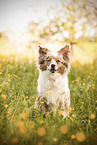 red-merle Miniature Australian Shepherd