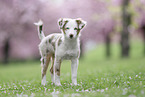 Miniature Australian Shepherd Hndin